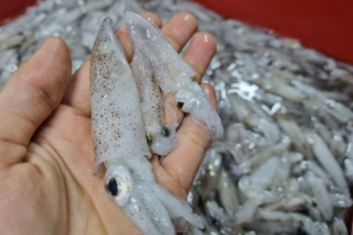 [당일생물] 인천창고 - 생물 인천 호래기 500g/ 한번 먹으면 중독